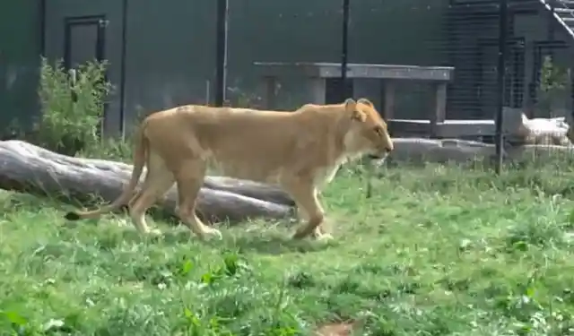 Feeling the Grass Under Her Paws