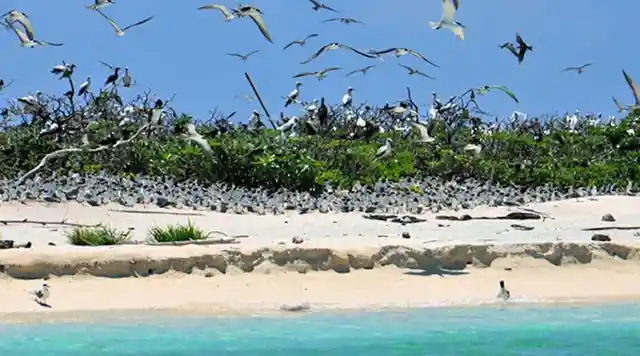 #15. Birds At Ursula Island, The Philippines