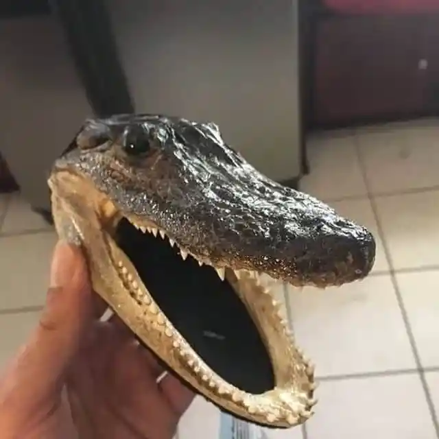 #10. Alligator Head