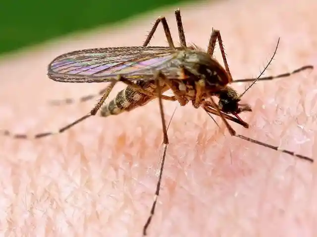 Mosquito-Free Area