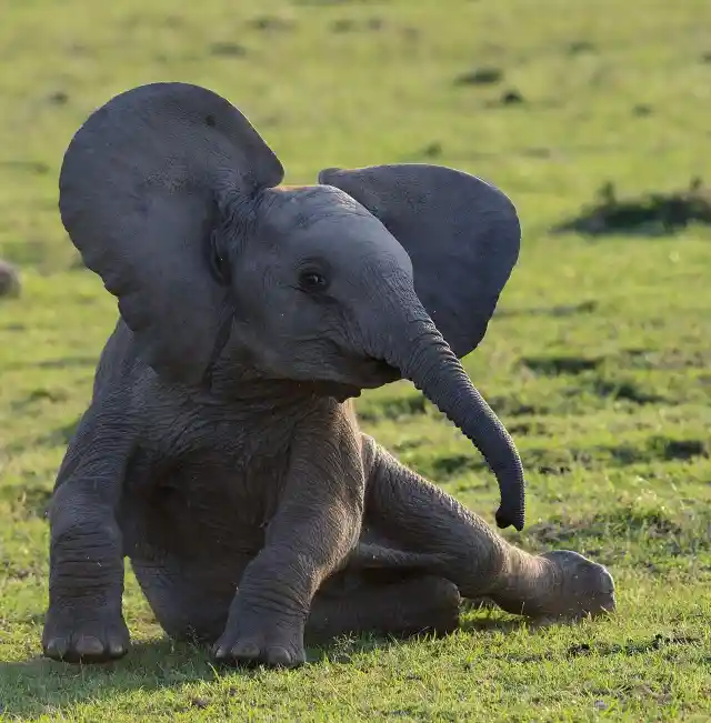 Baby Elephant Cheats Death Thanks To This Unexpected Savior