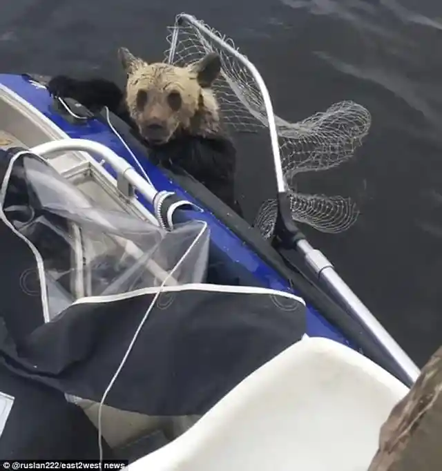 Fishermen See Abandoned Baby Bears And Do The Unthinkable