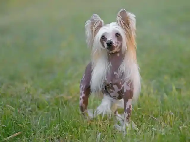 #36. Chinese Crested