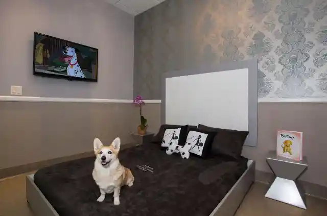 Check Out The World's Most Luxurious Pet Hotels Ever