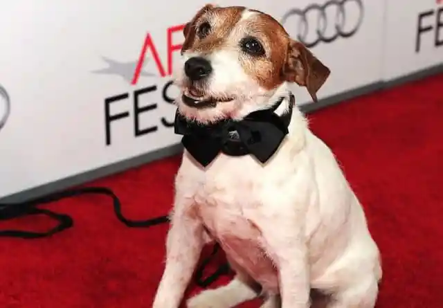#10. Uggie The Hollywood Star