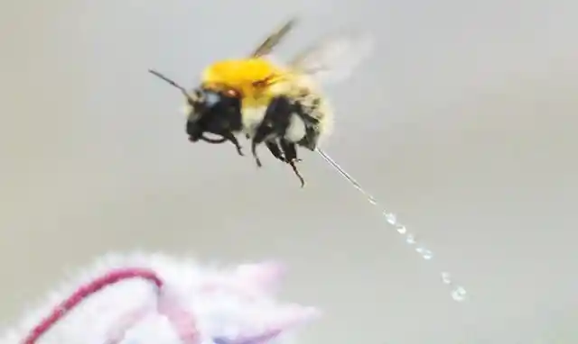 Bee Peeing