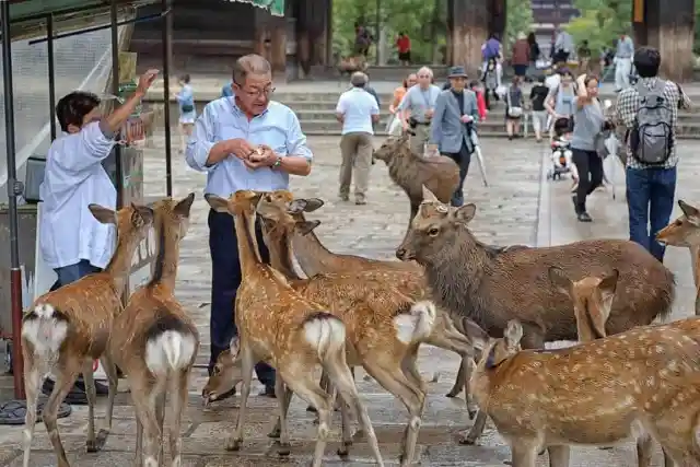 #6. Deer At Miyajima Island, Japan