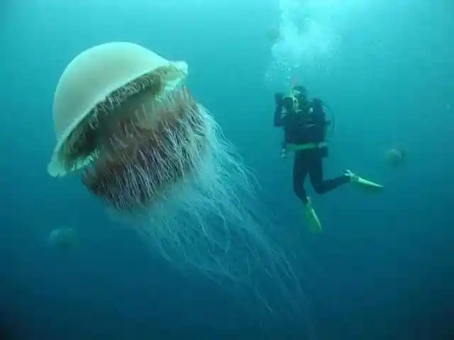 #8. Not A Friendly Jellyfish