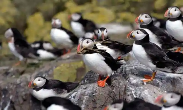 #4. Puffins At Runde Island, Norway