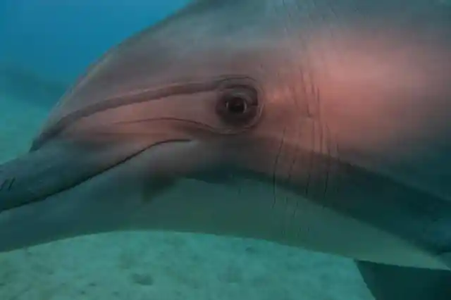 #11. The Rescue Dolphins