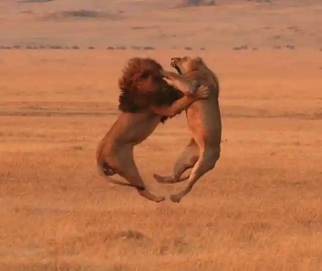 Boxing Lions