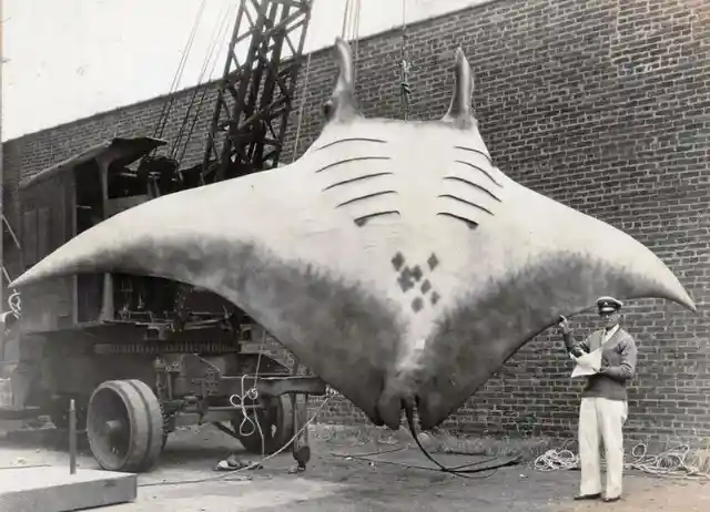 Giant-Sized Manta Ray