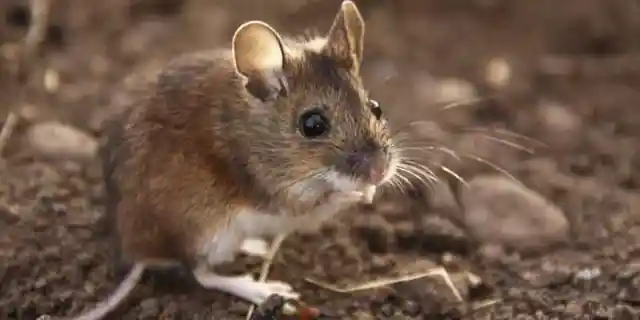 #9. House Mice At Gough Island, UK