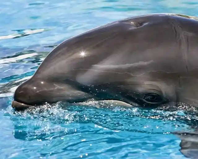 #3. Wholphin