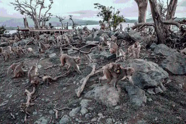 #10. Monkeys At Cayo Santiago, Puerto Rico