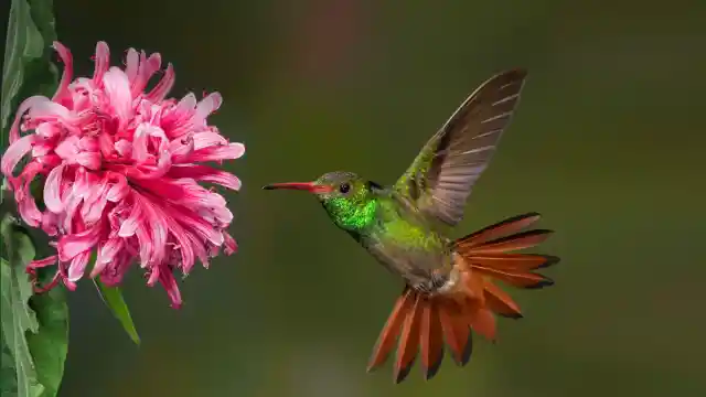 #17. Hummingbirds