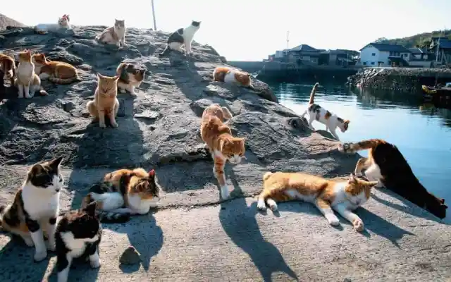 #13. Cats At Tashirojima, Japan