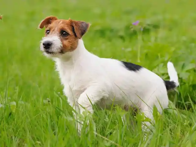 #17. Jack Russell Terrier