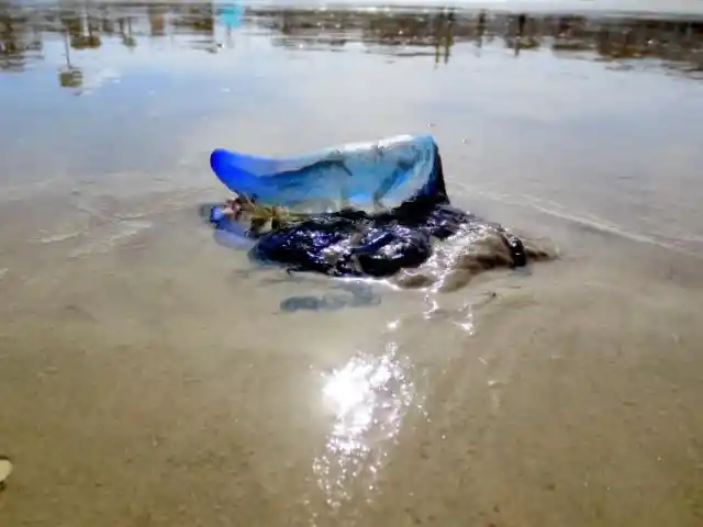 #4. Portuguese Man Of War