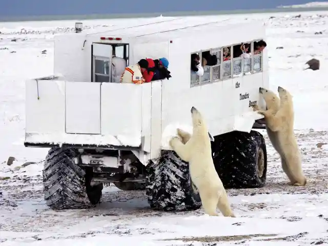 #2. Polar Bears At Churchill, Canada