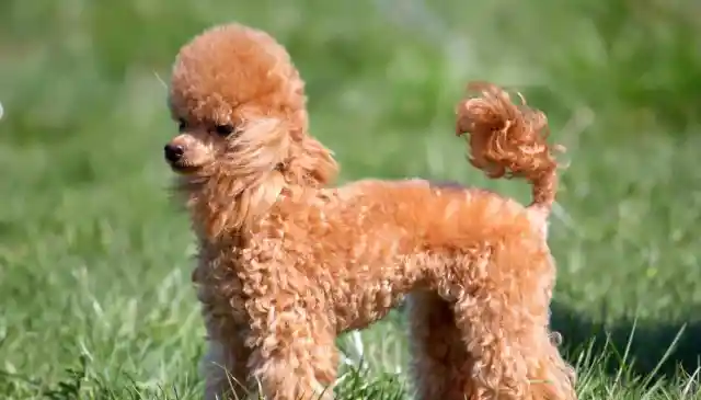 #16. Toy Poodle
