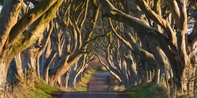 #8. The Dark Hedges, Northern Ireland: Kingsroad