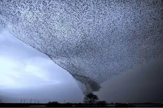 Bird Tornado