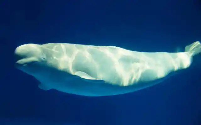 #22. The Lifeguard Beluga Whale