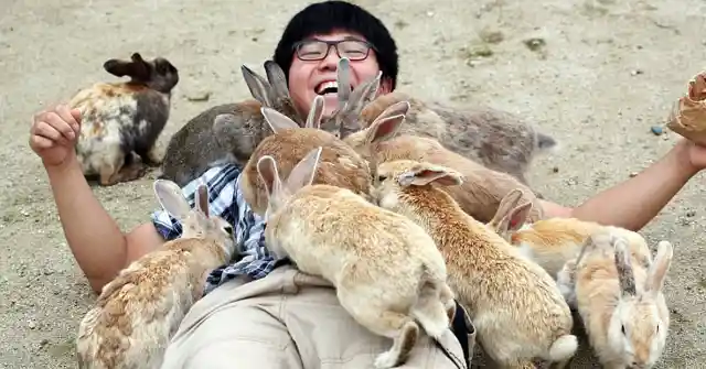 #17. Rabbits At &#332;kunoshima, Japan