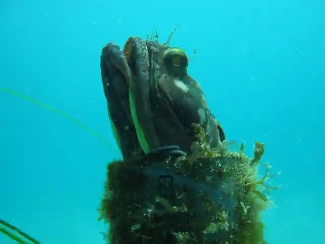 #2. Sarcastic Fringehead