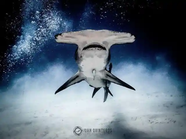 Hammerhead Shark