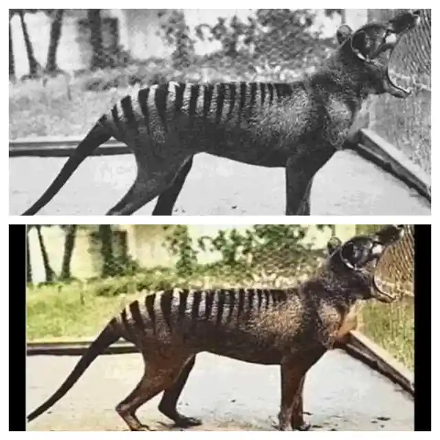 Tasmanian Tiger, 1933