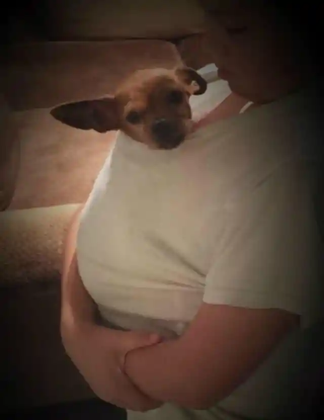 #6. Baby Chihuahua