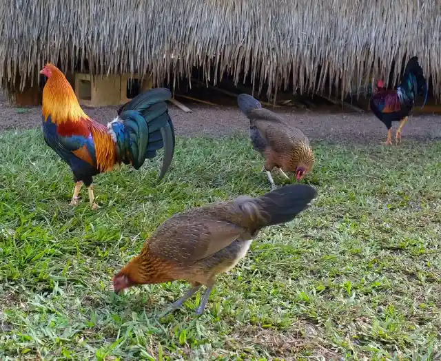 #12. Chickens At Kauai, Hawaii