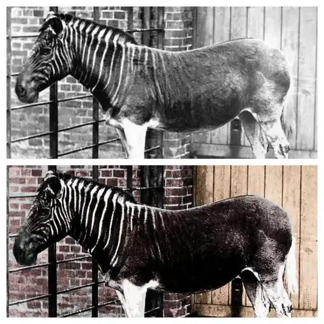 Quagga, 1870