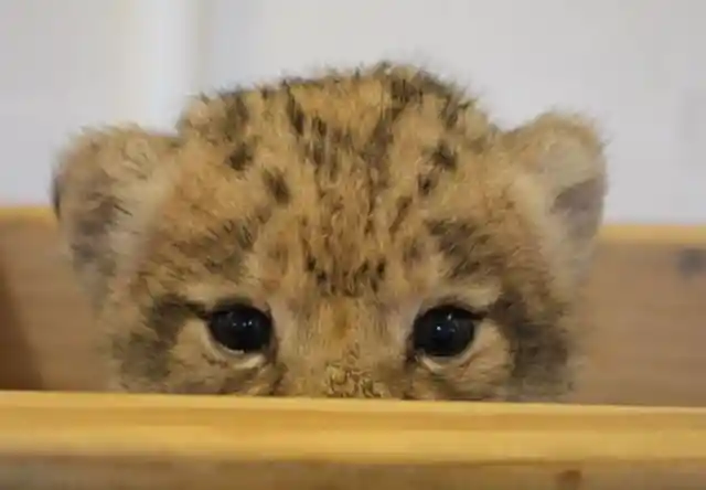 The Only Cub of the Litter