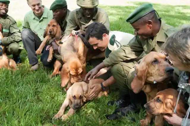 #18. Anti-Poacher Bloodhounds