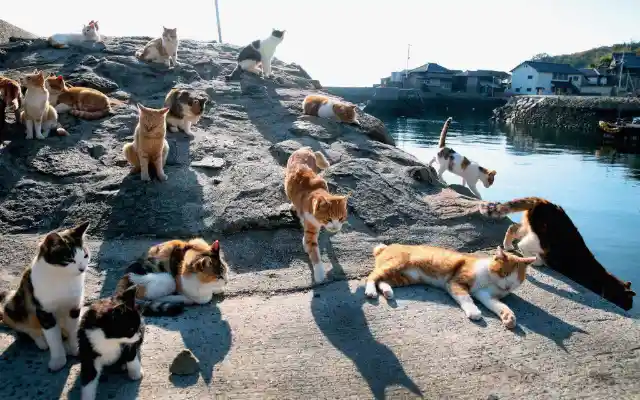 Cat Islands - Japan
