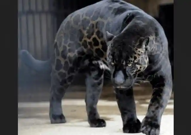 #4. The Black Spotted Jaguar