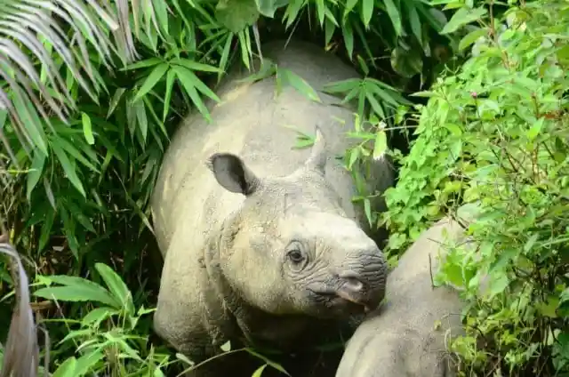 The Rhino