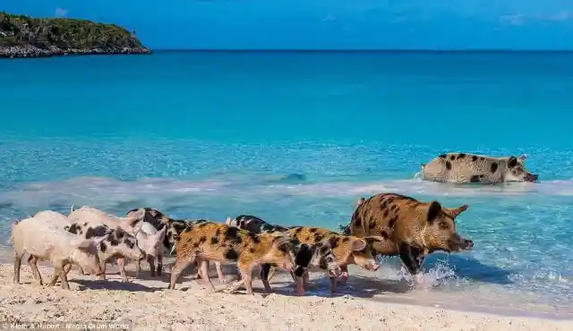 #7. Pigs At Big Major Cay, Bahamas