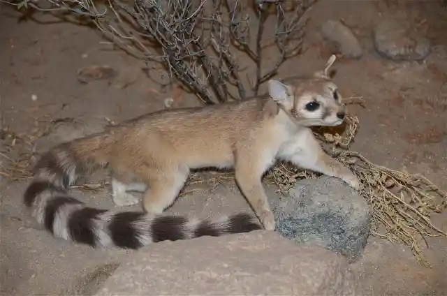 #20. Ring-Tailed Cats