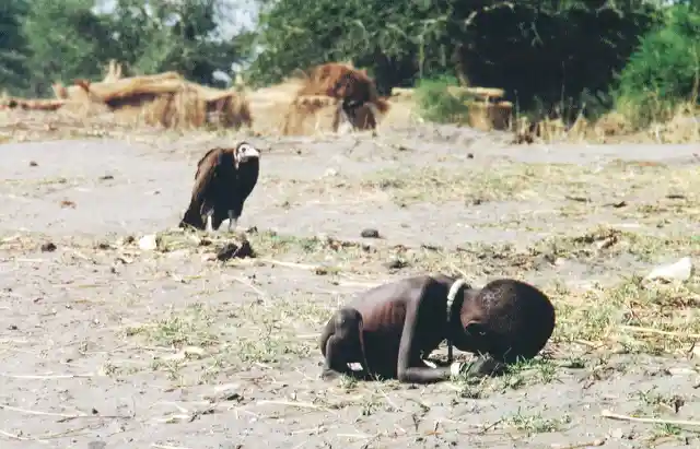 Vulture Waiting For A Meal