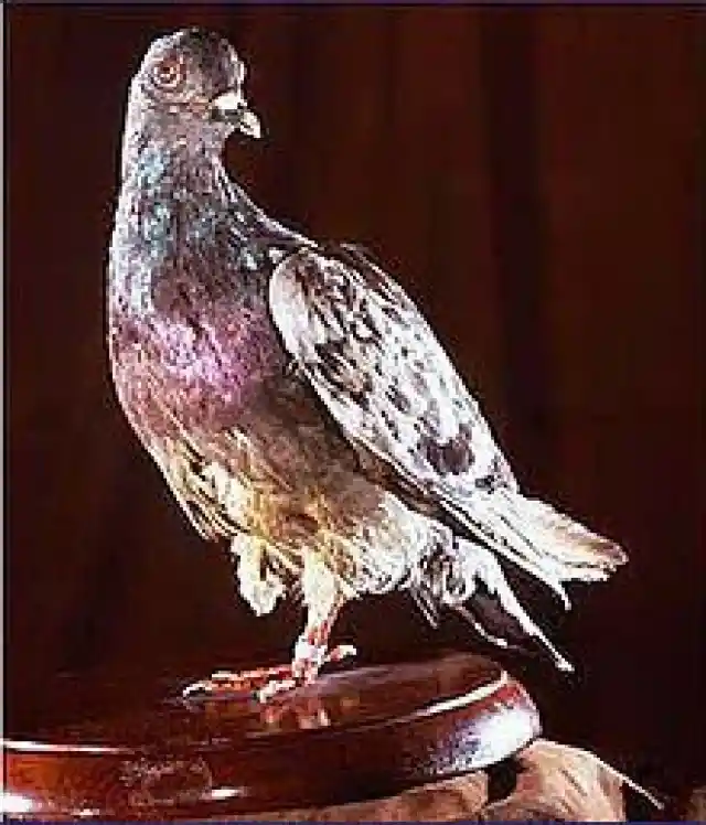 #21. Cher Ami, The Carrier Pigeon