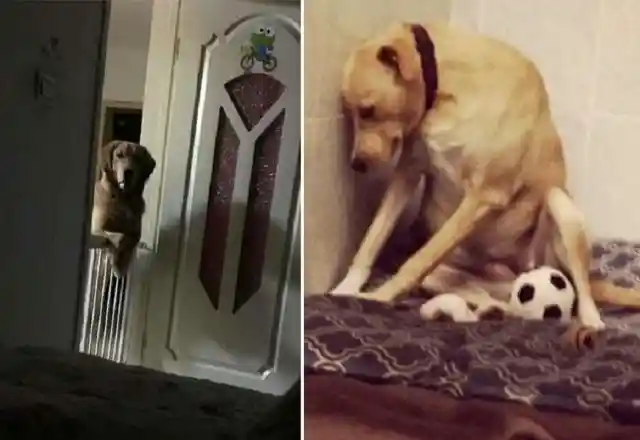 Adopted Dog Stares At Owners All Night Long, His Weird Trait Comes With A Heartbreaking Story