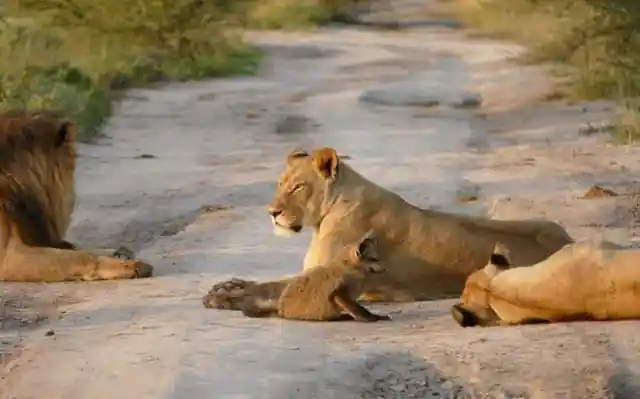 Lioness Sees Injured Fox - Her Reaction Will Leave You Speechless