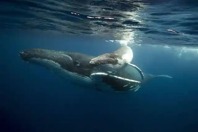 Diver Sees Massive Whale, Then The Unbelievable Happens