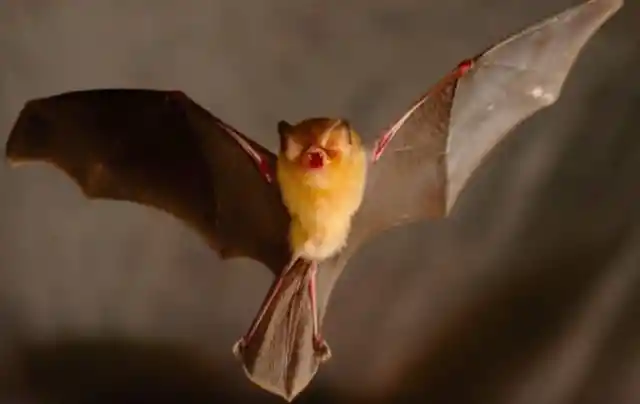 The Funnel-Eared Bat
