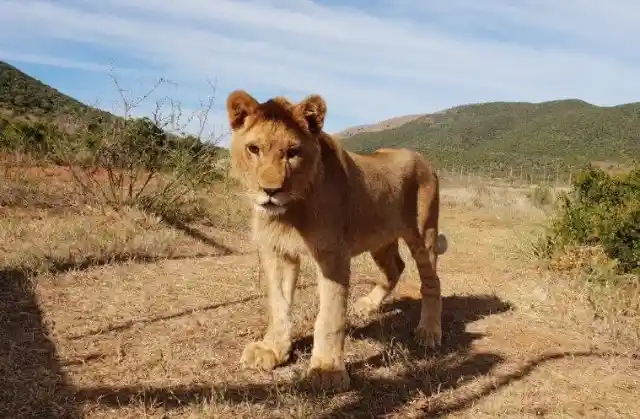 Lion Exploited By Owner Is Rescued