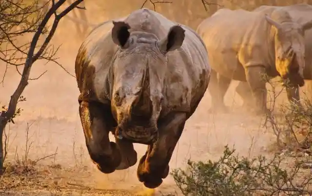 Threatening Rhino